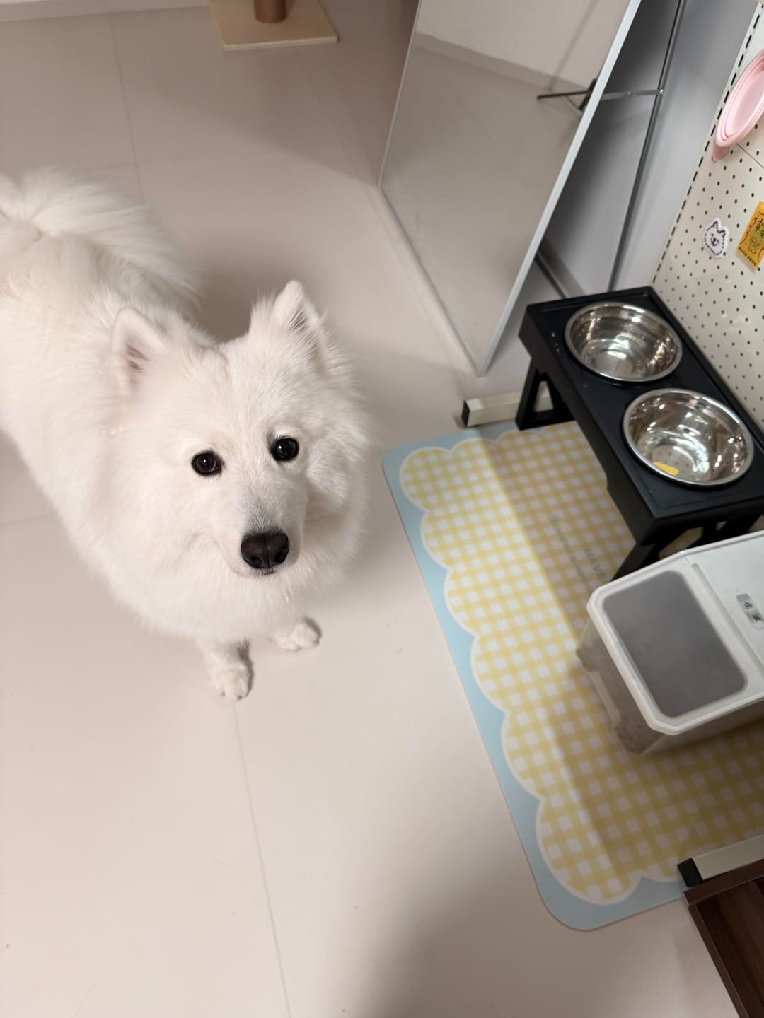 Customer photo review of Adjustable Elevated Pet Bowl