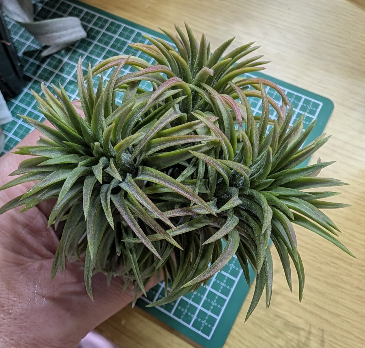 Customer photo review of Rare / Premium Ionantha Selections, Section 2 (Exact Plant Pictured)