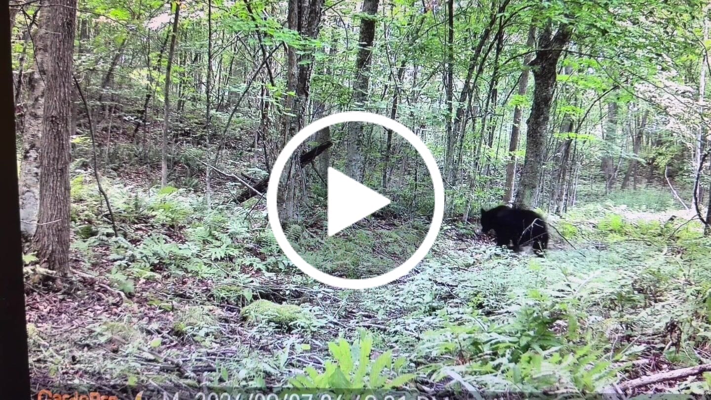 Customer video review of GardePro Link 1.0 3000ft(1km) Long-Range Wireless Trail Camera
