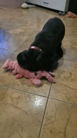 Customer photo review of Peluche langosta con movimiento para mascotas