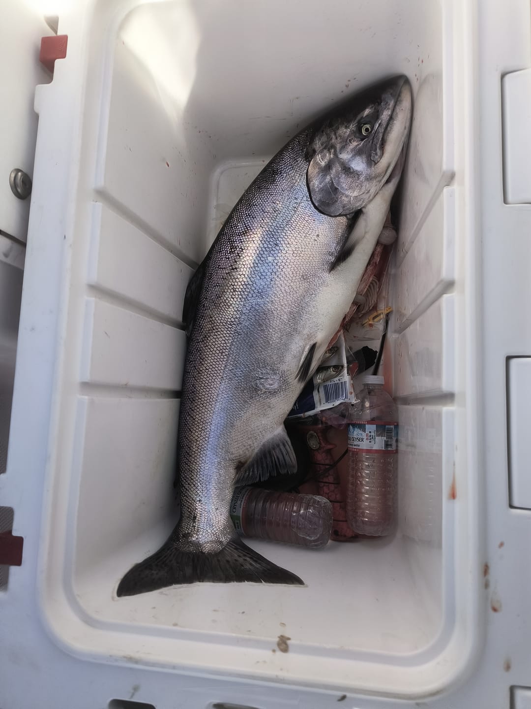 Customer photo review of Optimizer Size 4 4.25" - Trout & Salmon Trolling Spoon