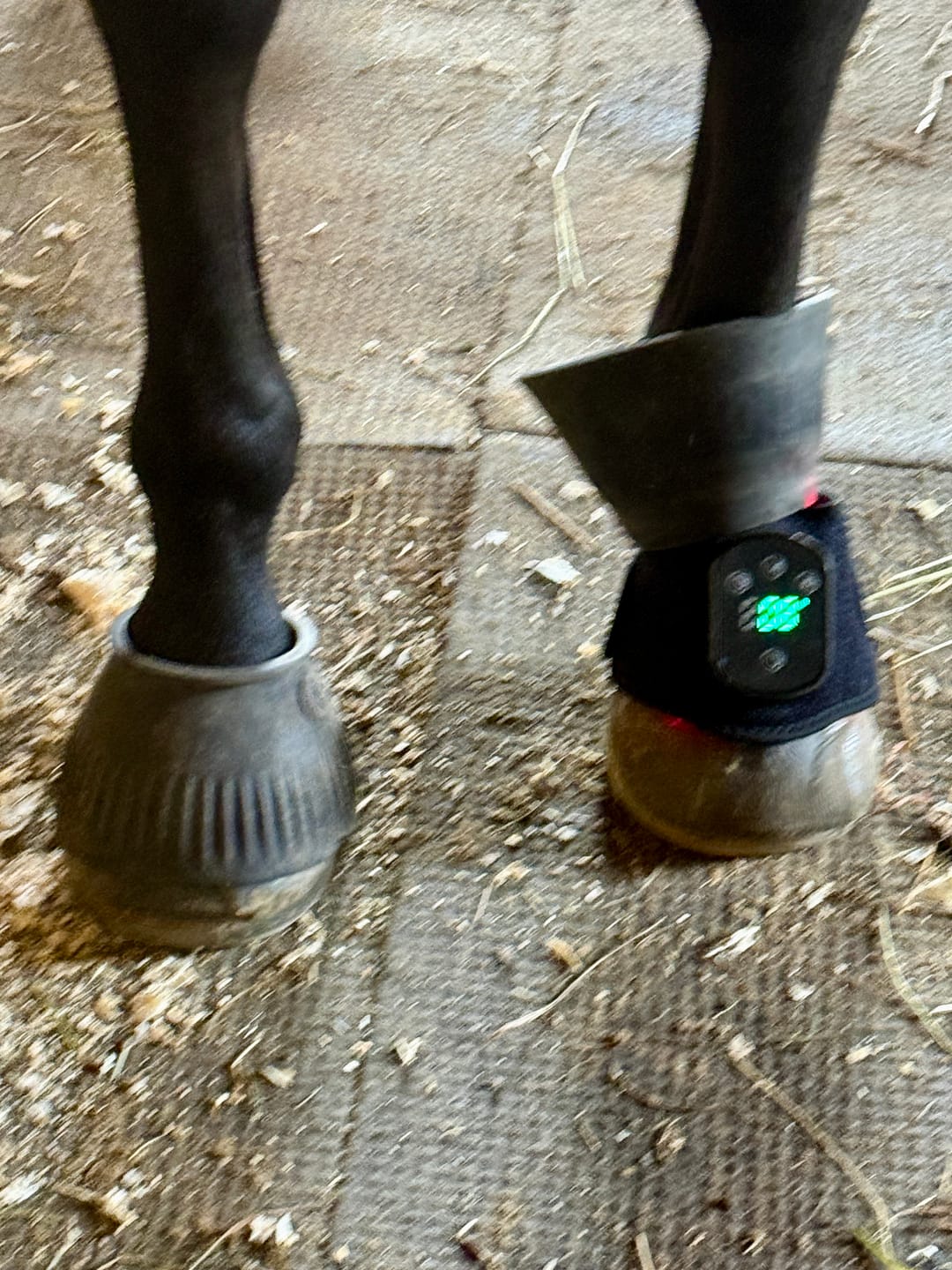 Customer photo review of HorseHalo™ HaloLegs Mini