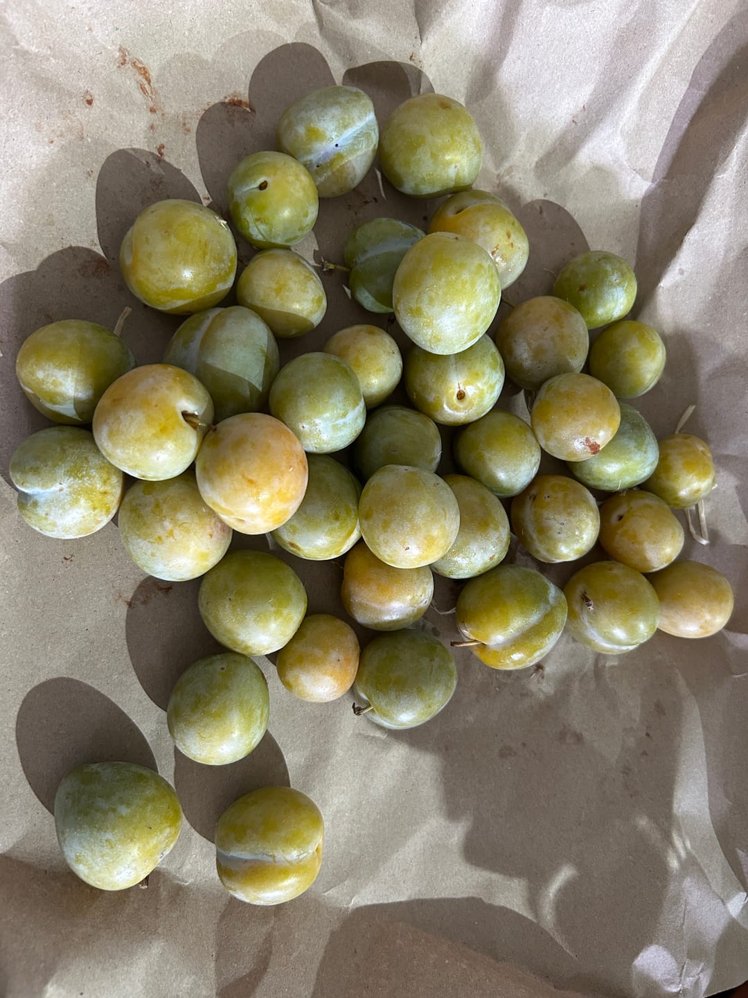 Customer photo review of Pflaumen Reineclauden "Doree" Bio aus der Provence