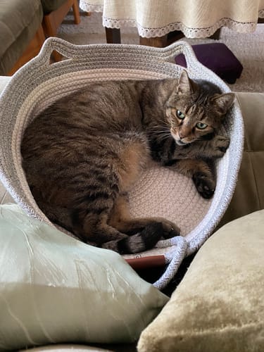 Kunden-Fellnest-Katzenkorb aus gewebtem Material, in dem eine getigerte Katze auf einem Ledersofa liegt.
