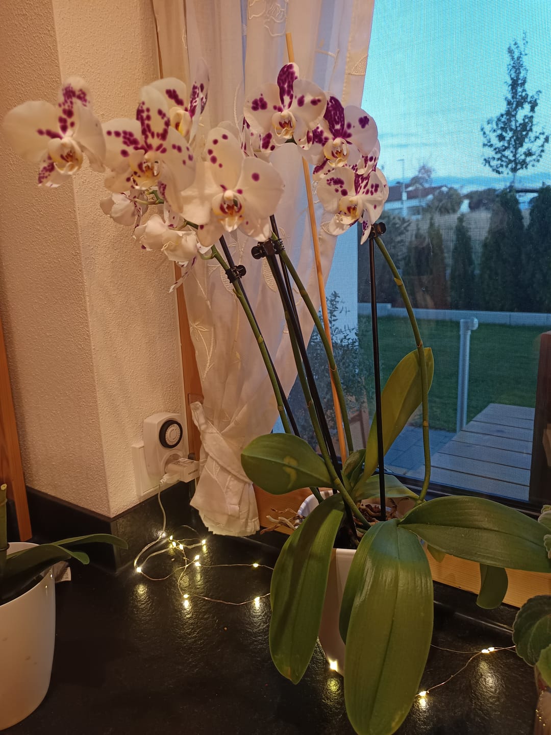 Customer photo review of Große Two of Us Marrakesh mit gefleckten Blüten und 4 Rispen