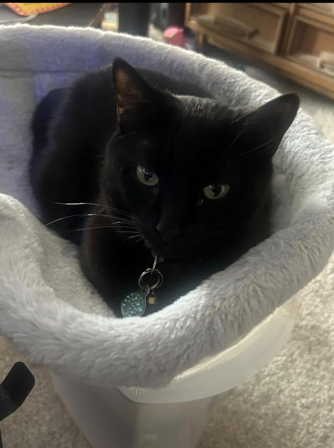 Customer photo review of FlotyCat® Desk Hammock