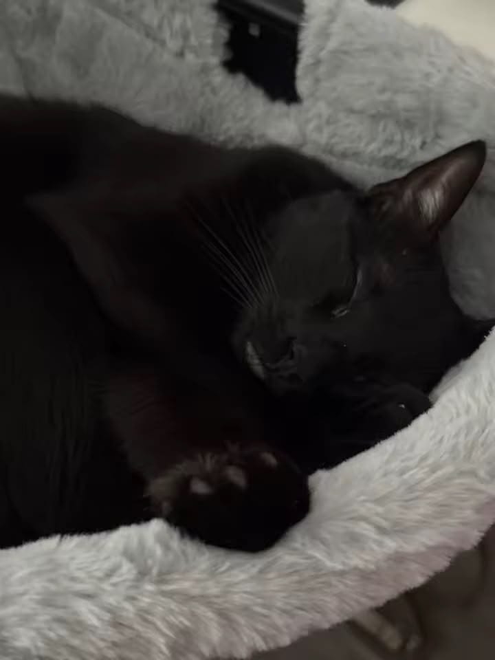 Customer photo review of FlotyCat® Desk Hammock