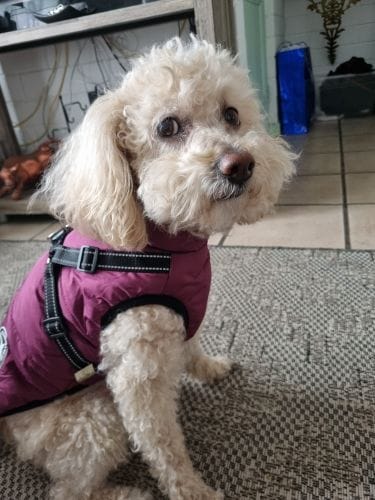 Customer photo review of Manteau 3-en-1 Vira™