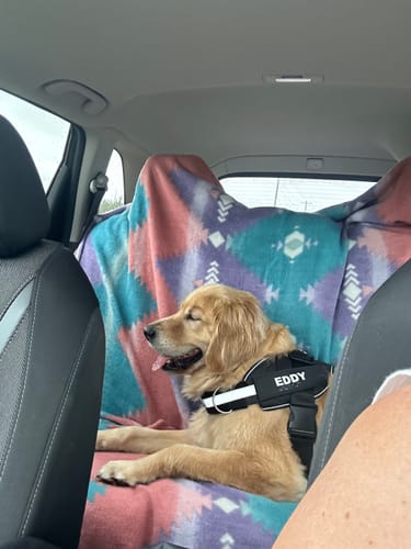 Customer's Personalized Dog Harness on a golden retriever sitting in the back of a car.
