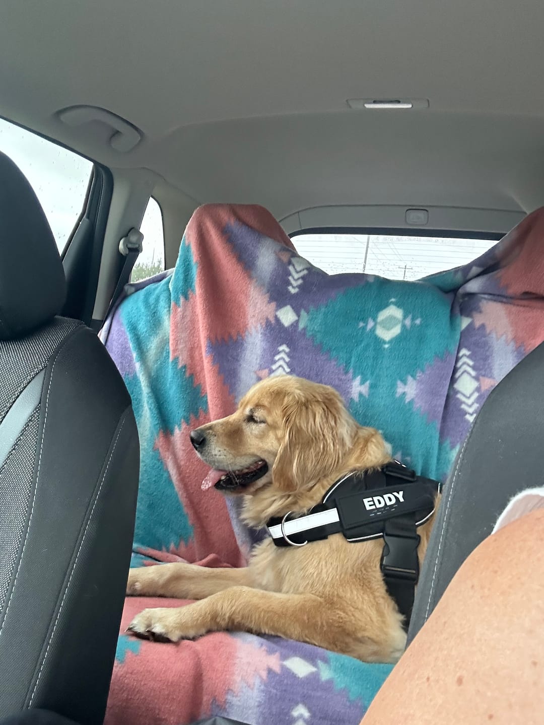 Customer photo review of Personalized Dog Harness