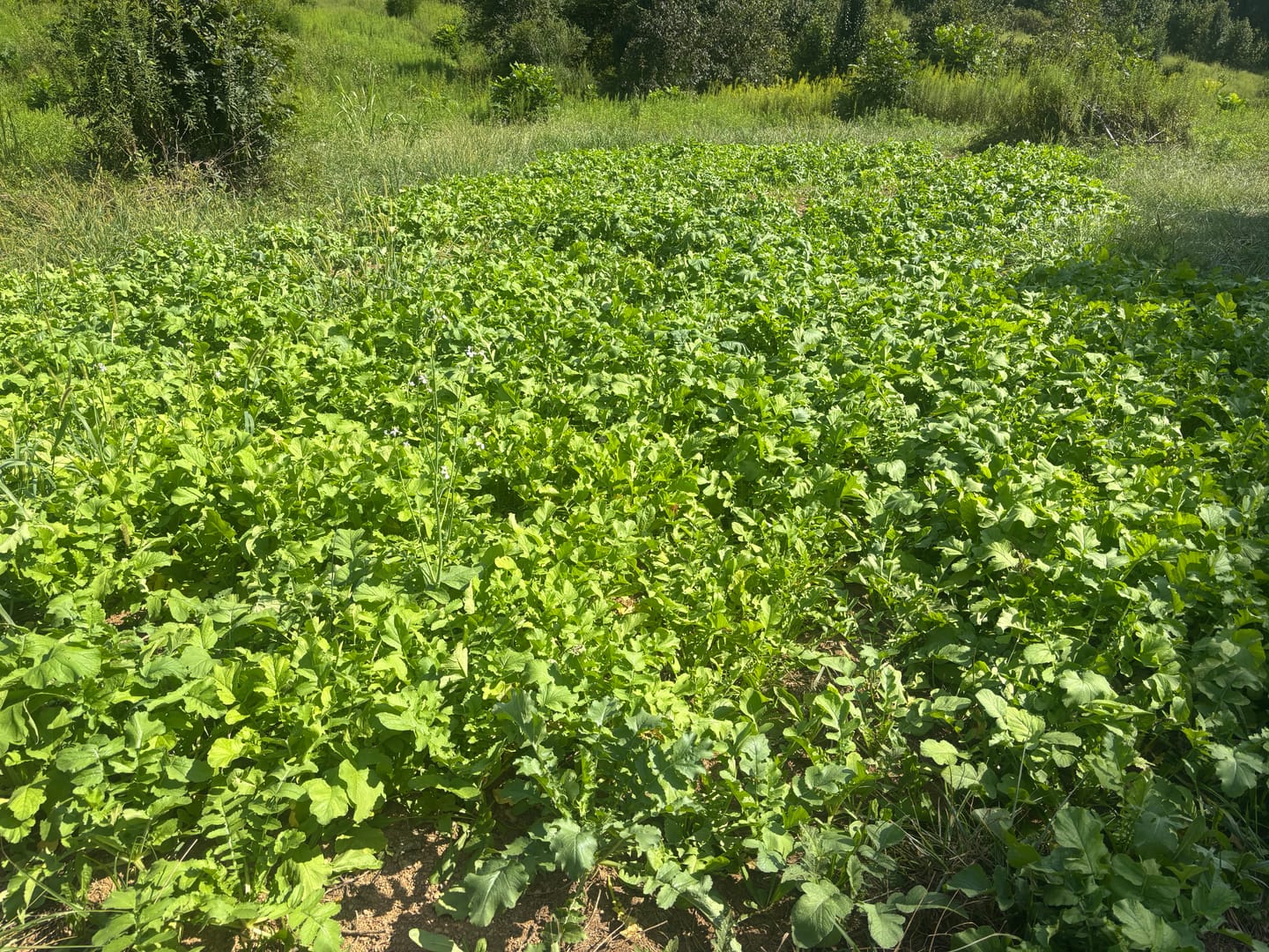 Customer photo review of No Till No Problem