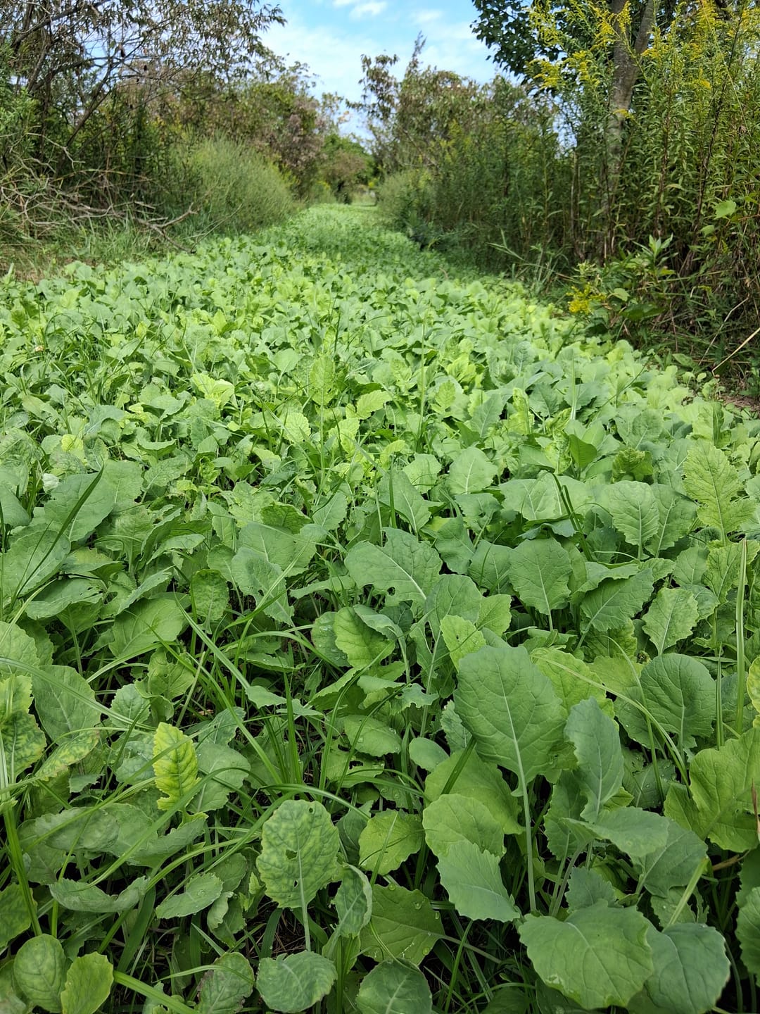 Customer photo review of Late Season Brassicas