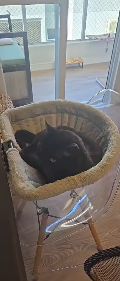 Customer photo review of FlotyCat® Desk Hammock