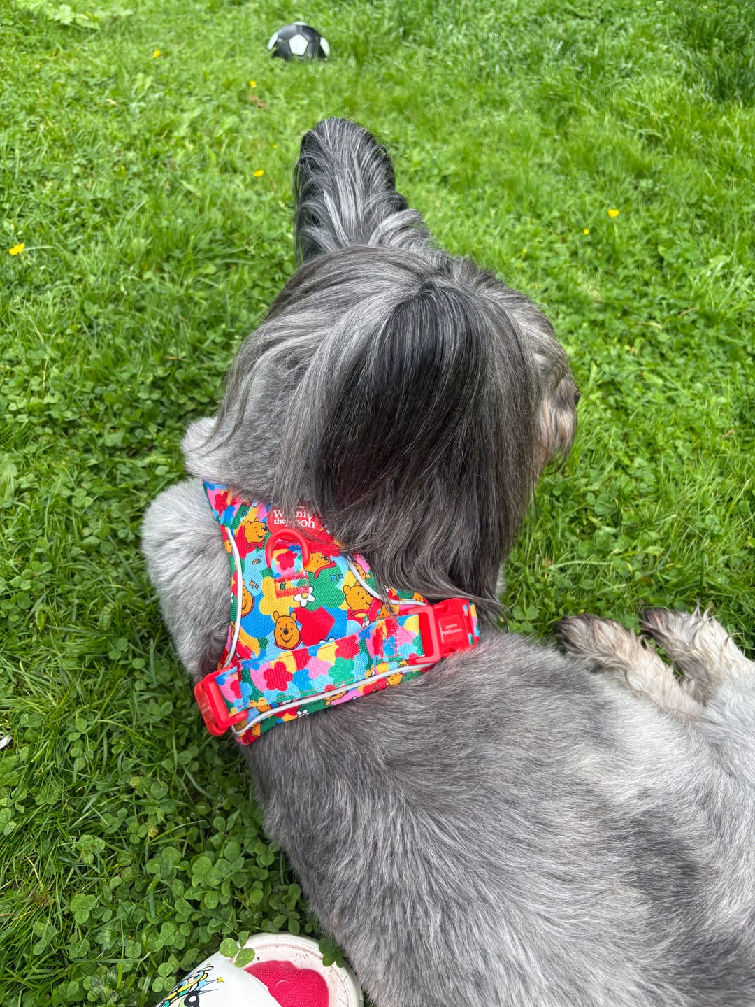 Customer photo review of Disney© Tough Trails™ Harness - Winnie Goes Retro