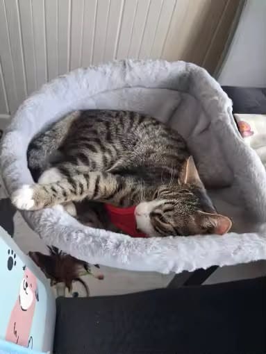 Customer photo review of FlotyCat® Desk Hammock