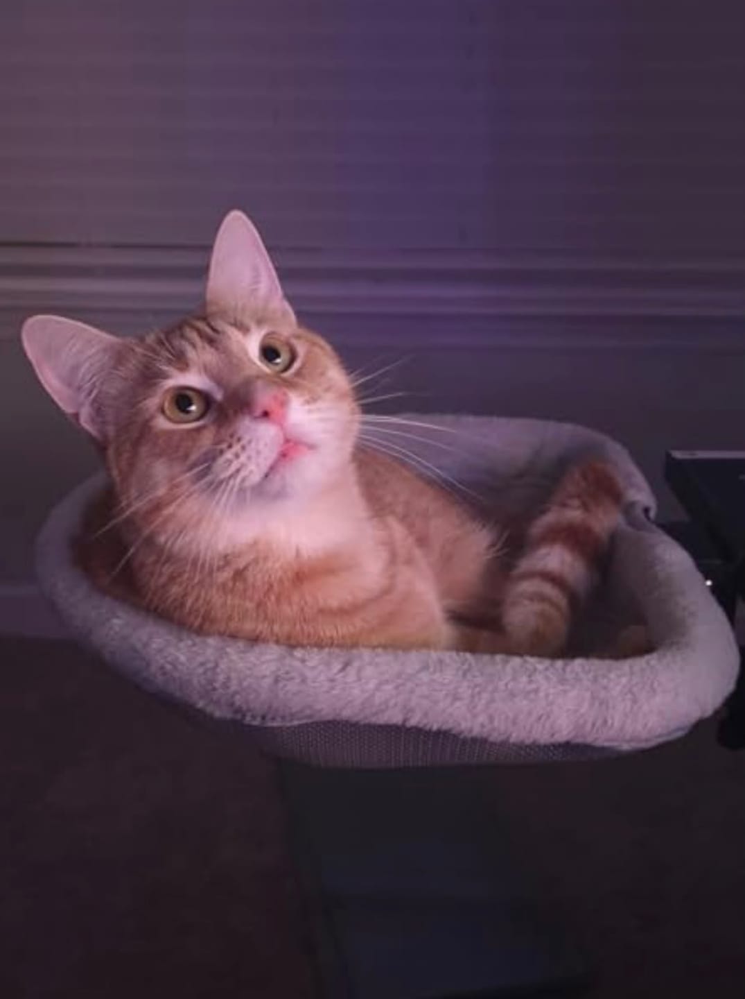 Customer photo review of FlotyCat® Desk Hammock