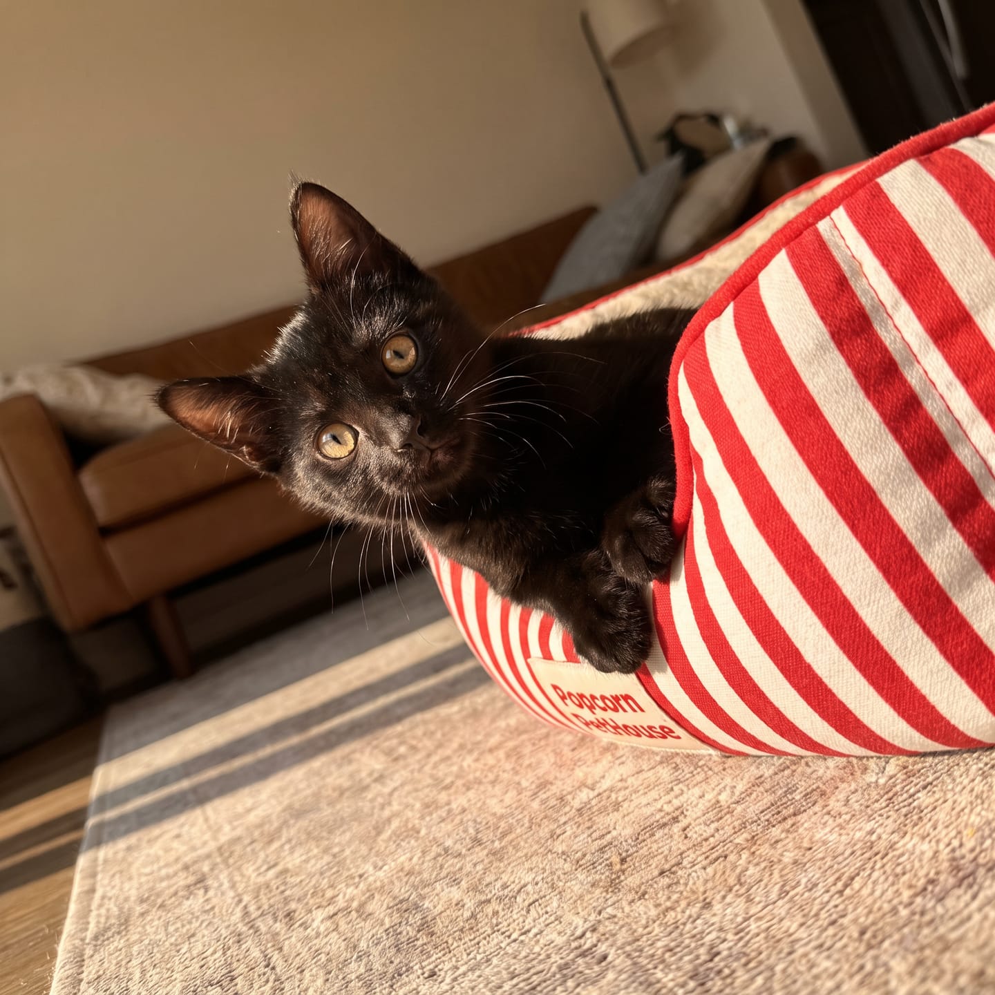 Customer photo review of Cama PopCorn para tu gato