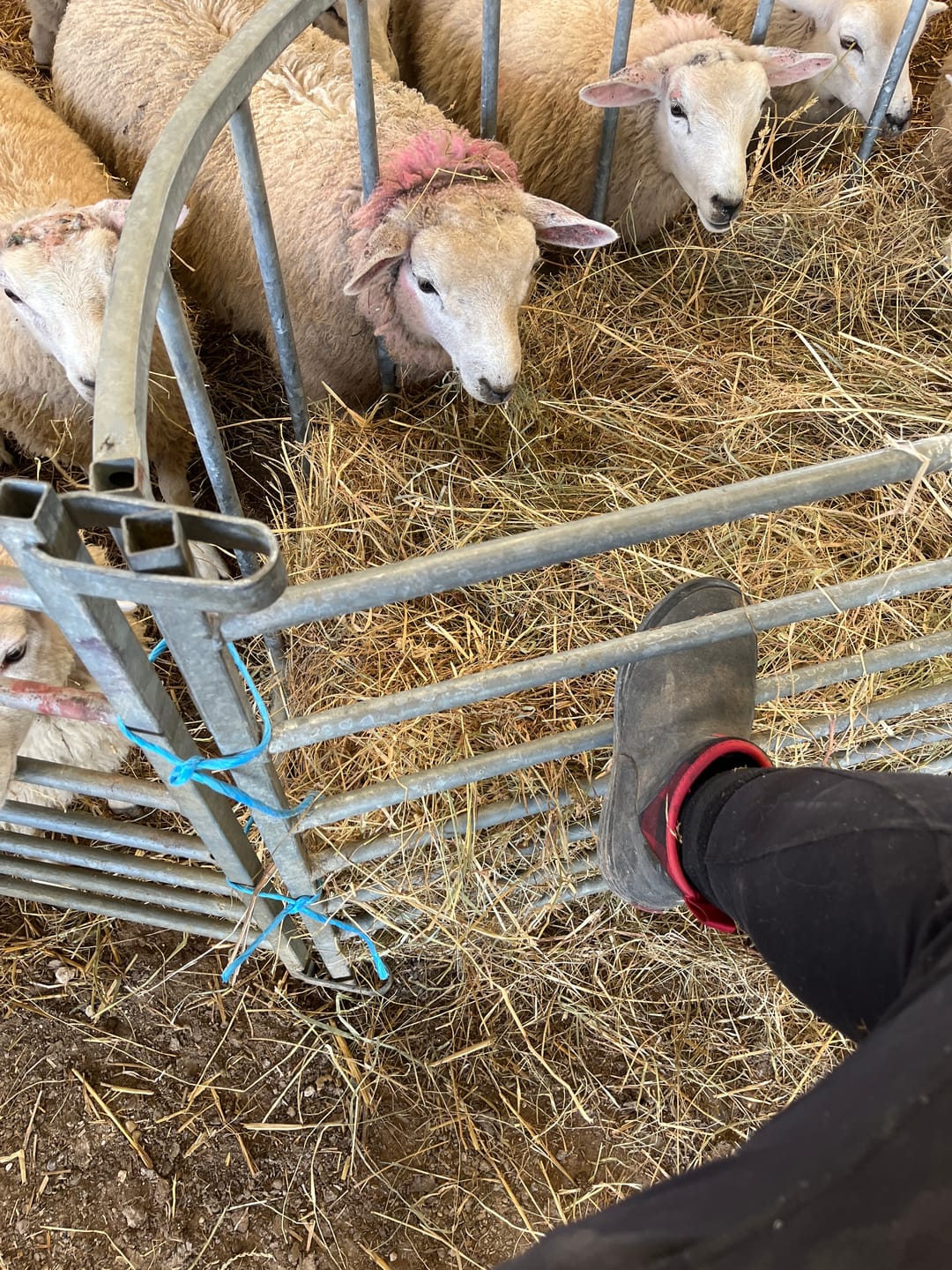 Customer photo review of Women's Muck Originals Pull-On Ankle Boots