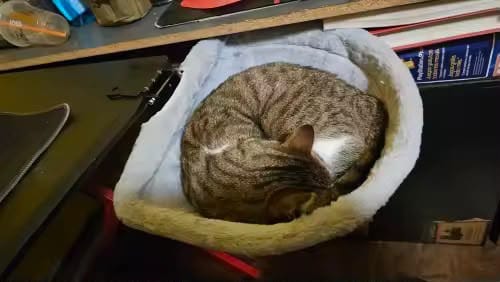 Customer photo review of FlotyCat® Desk Hammock
