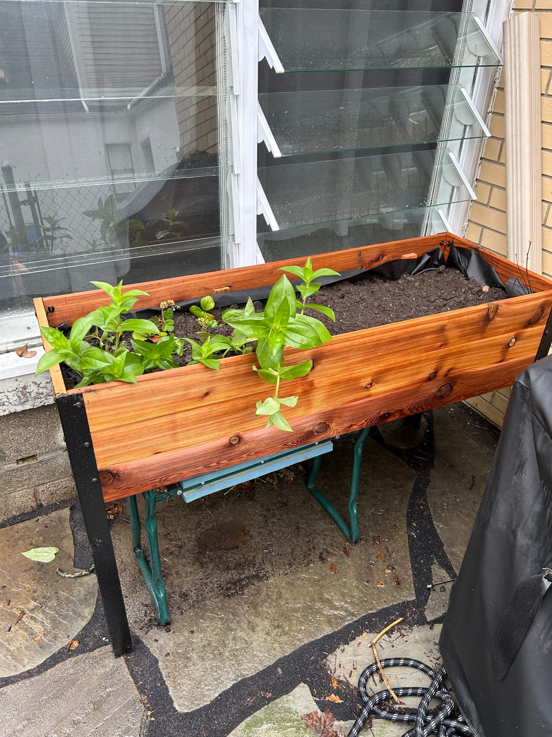 Customer photo review of 18″ x 48″ Shallow Root Raised Garden Bed - 30″ TALL / Select Grade