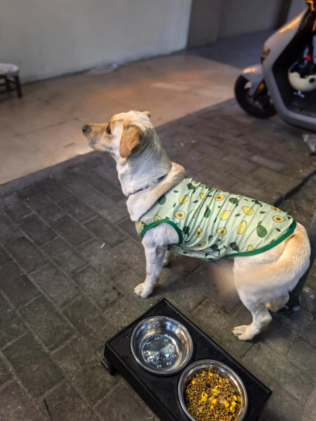 Customer photo review of Adjustable Elevated Pet Bowl