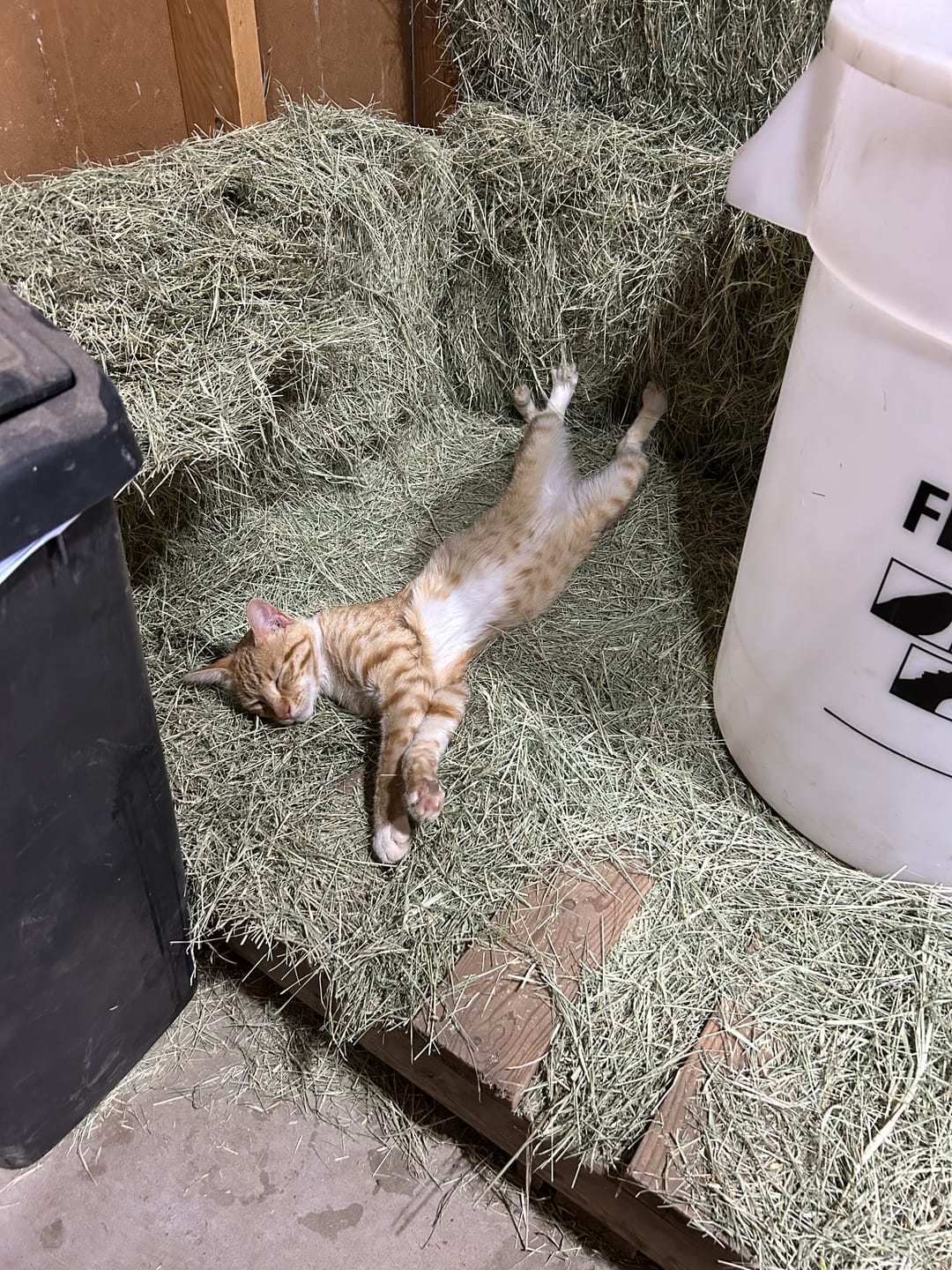 Customer photo review of FeLife® Immunity Support - Reduces FeLV Virus in Cats