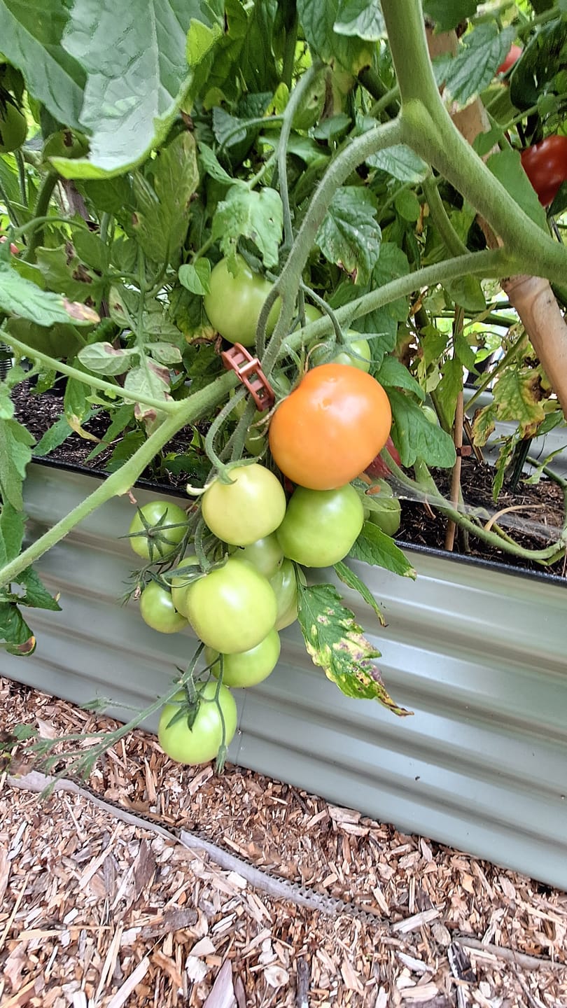 Customer photo review of 17" Tall Crescent