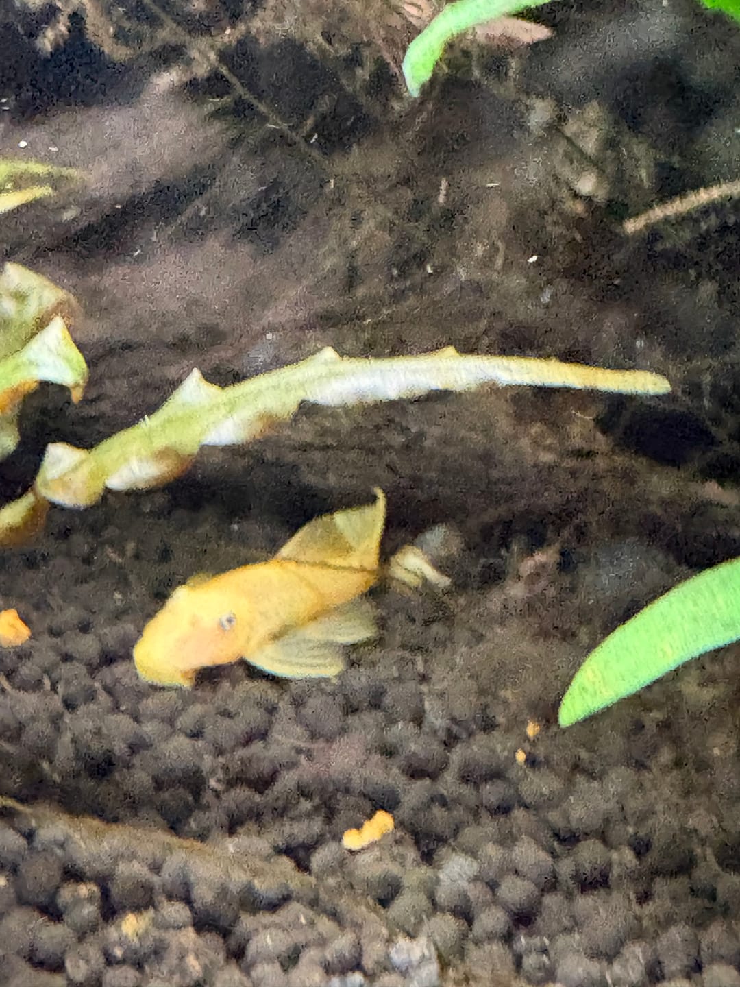 Customer photo review of Lemon Blue Eye Bushynose Pleco (Ancistrus sp.) small