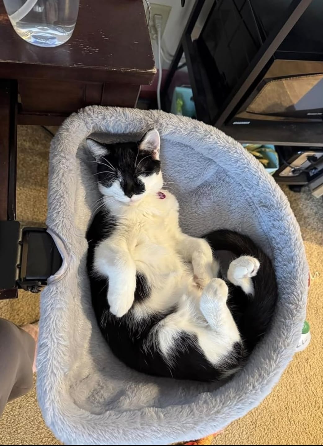 Customer photo review of FlotyCat® Desk Hammock
