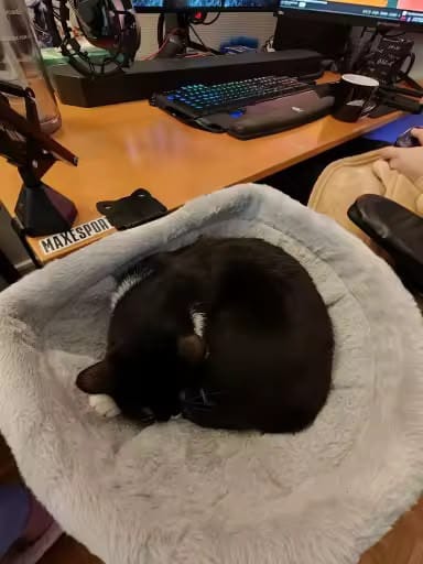 Customer photo review of FlotyCat® Desk Hammock