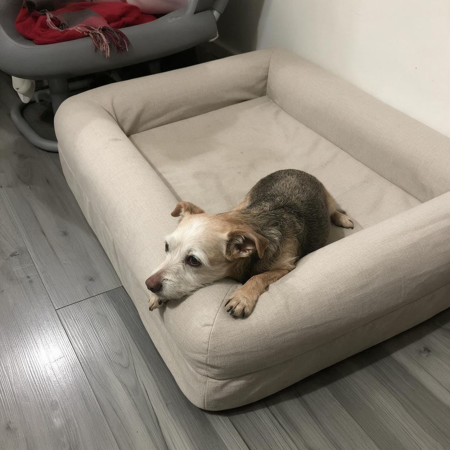 Customer photo review of Orthopedische Hondenbed - Floral Jacquard