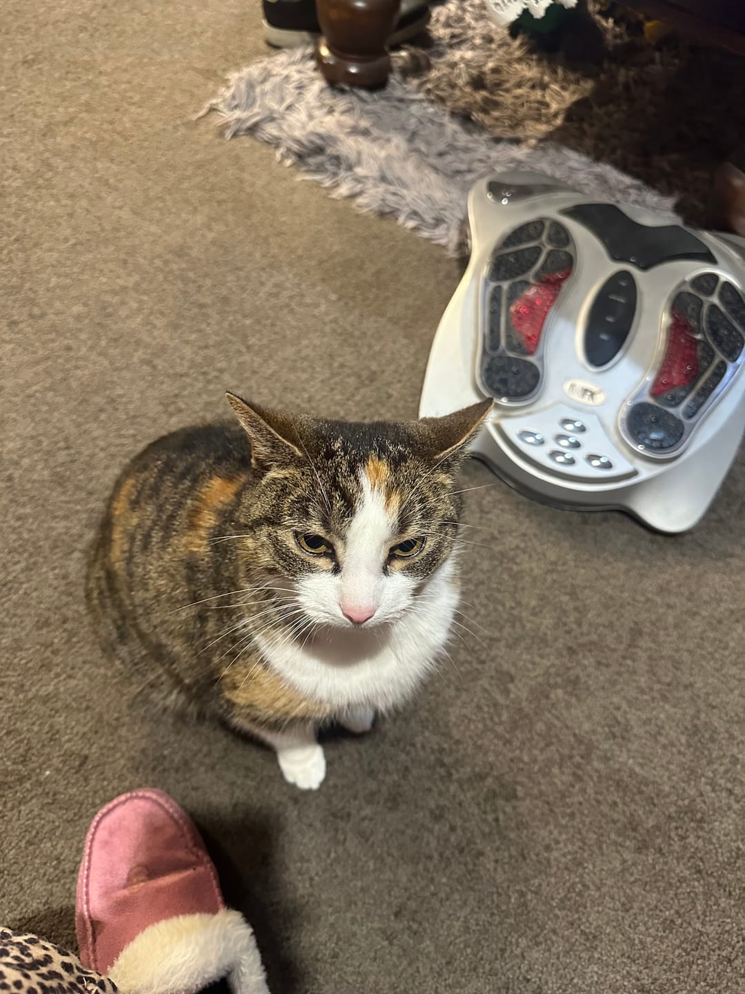 Customer photo review of Bravecto PLUS for Medium Cats 2.8kg- 6.25kg Spot-On Solution - Blue