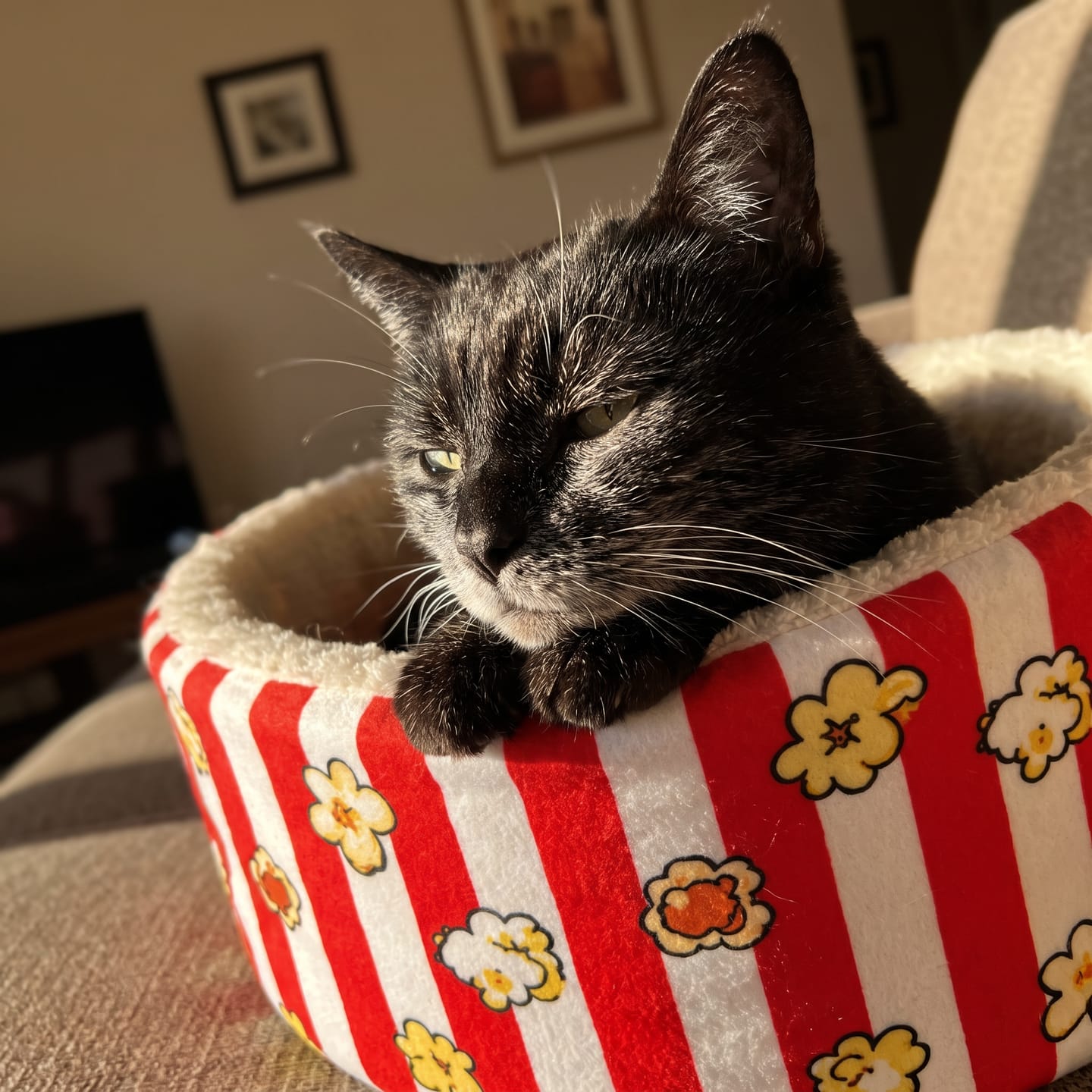 Customer photo review of Cama PopCorn para tu gato