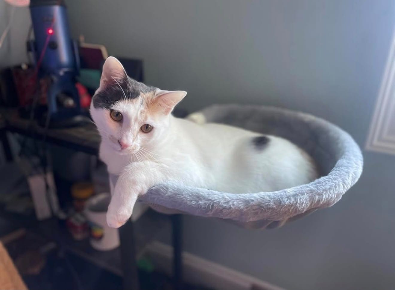 Customer photo review of FlotyCat® Desk Hammock