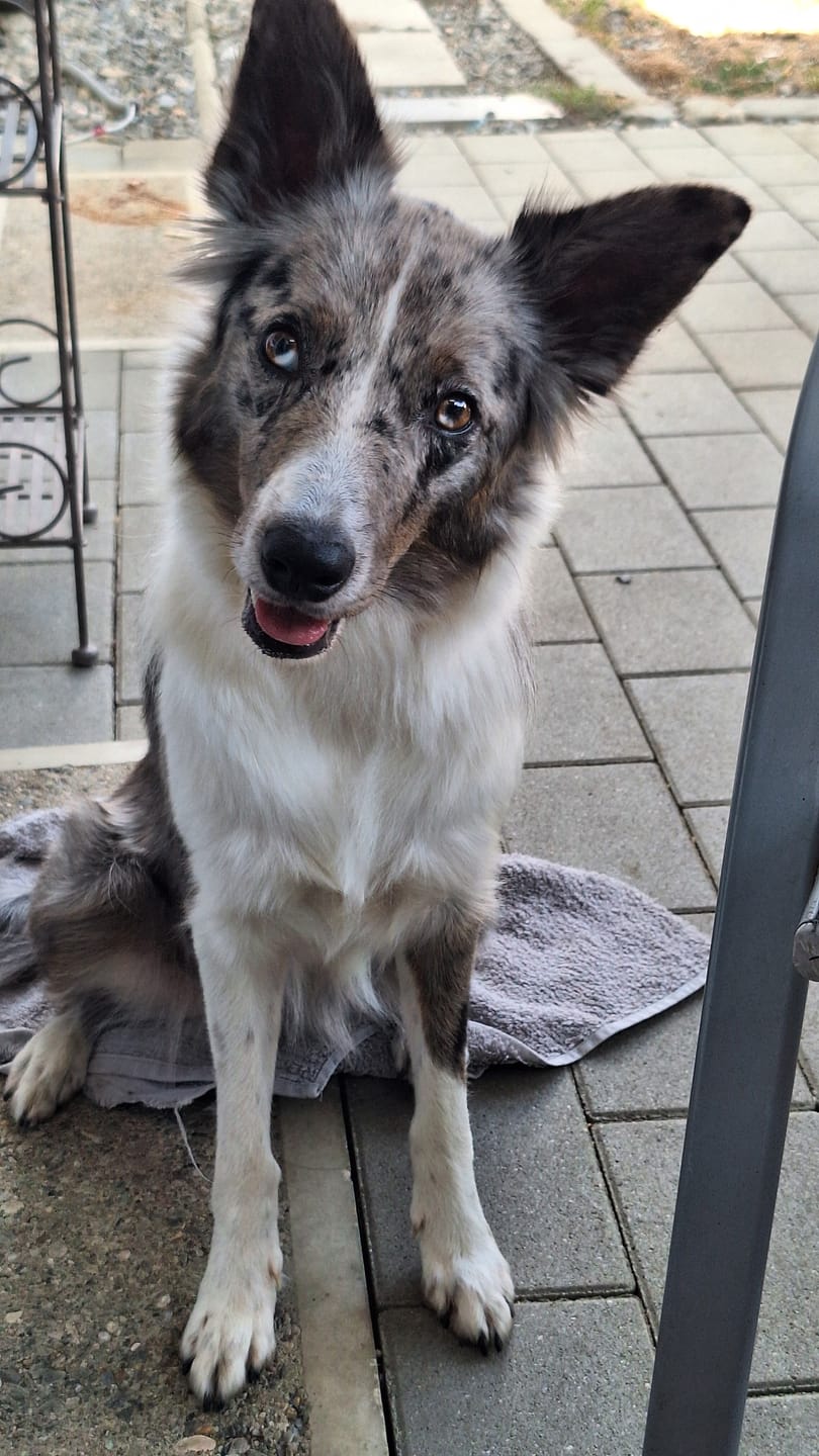Customer photo review of Wurmtest Pro Hund