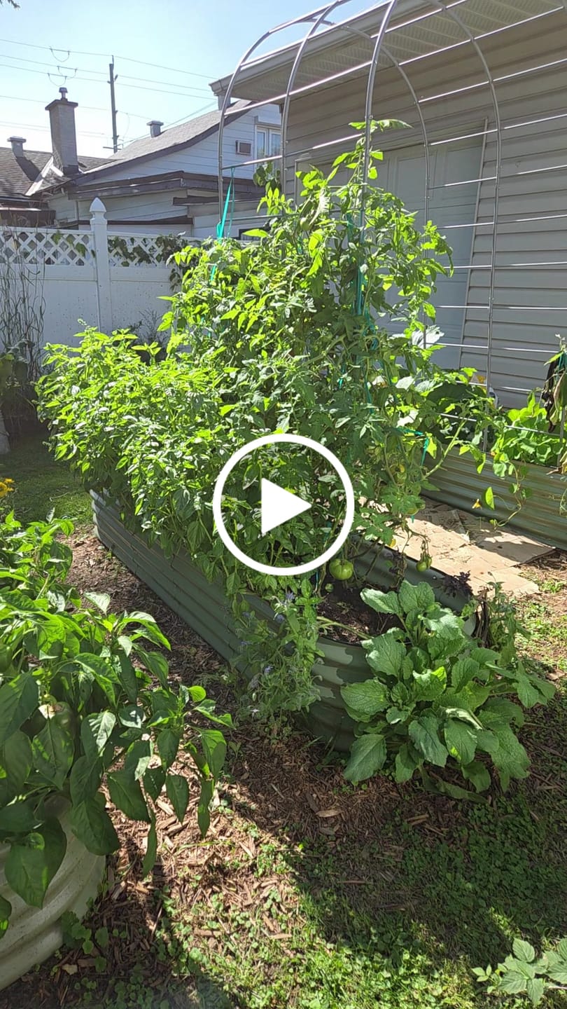 Customer video review of Arch Garden Trellis
