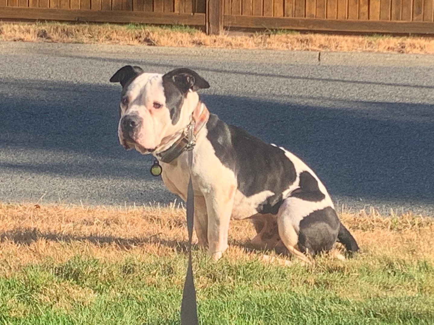 Customer photo review of 6 Inch Jumbo Bully Stick