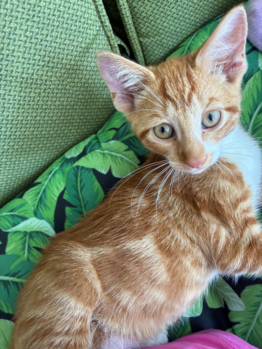 Customer photo review of FurLife™ - 8 Months Flea and Tick Free