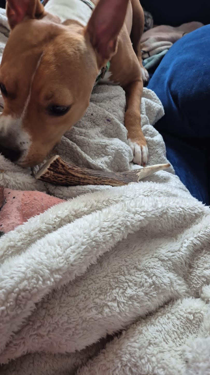 Customer photo review of Ebook guia para estimular mentalmente a tu perro en casa
