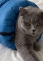 Customer photo review of Bolsa Secadora para Gatos