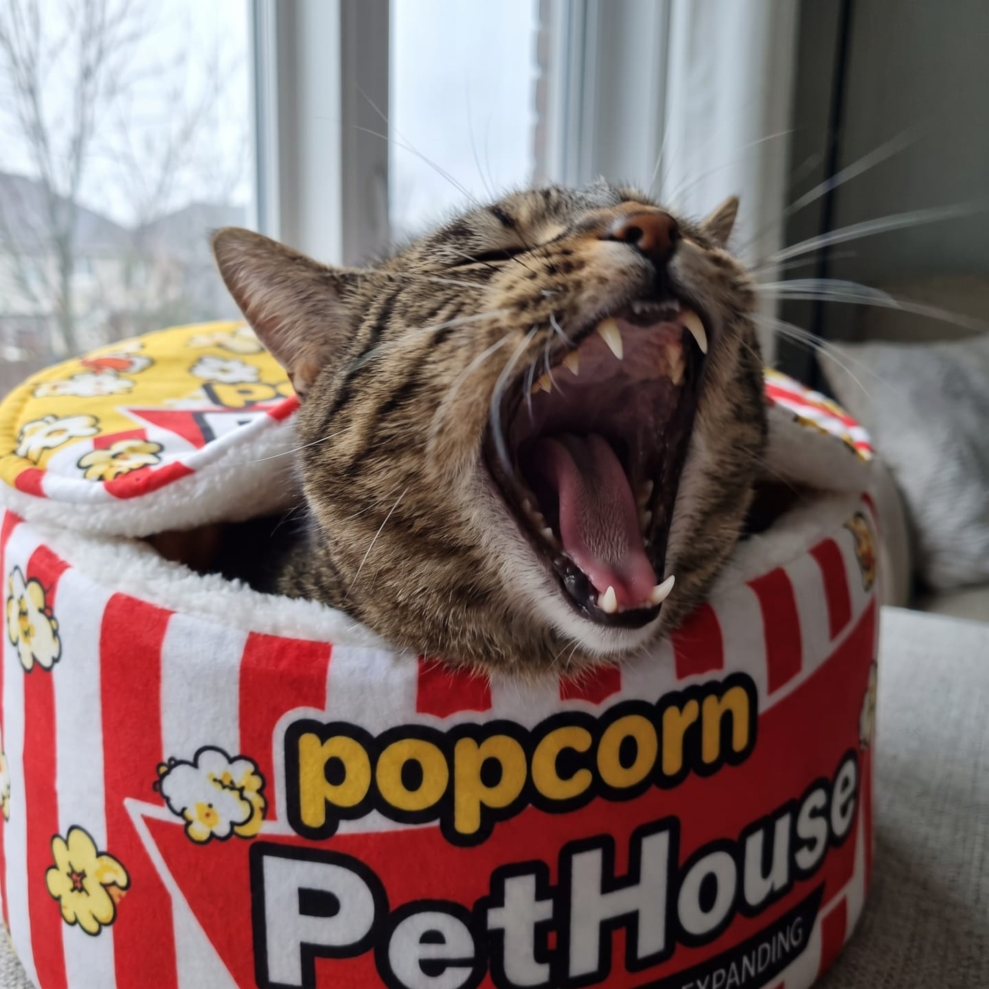 Customer photo review of Cama PopCorn para tu gato