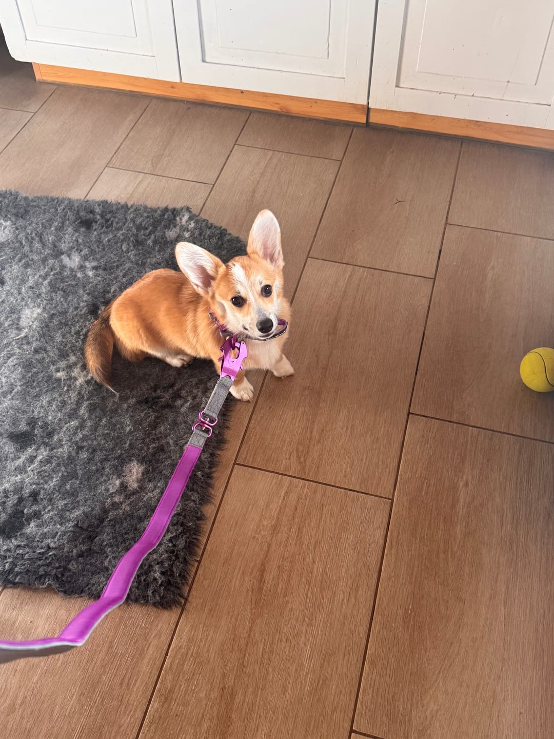 Customer photo review of 2.5cm Lighter Combat® Collar | With Handle & Secure Clip - Purple x Grey