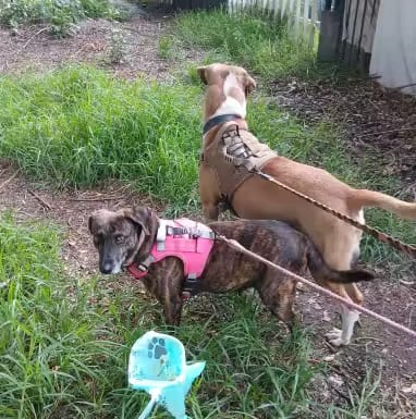 Customer photo review of Recolector Toilet portatil para perros