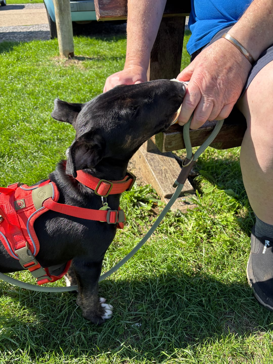 Customer photo review of 2.5cm Lighter Combat® Collar | With Handle & Secure Clip - Burnt Orange X Khaki