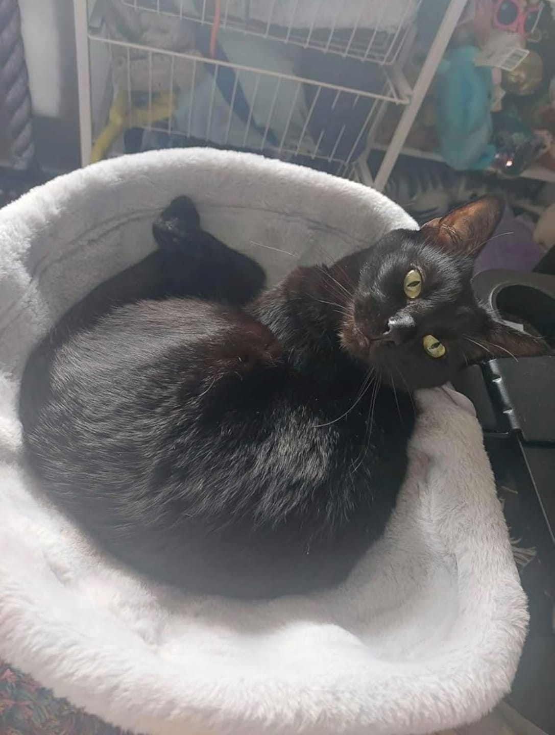Customer photo review of FlotyCat® Desk Hammock