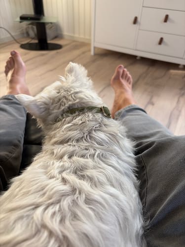 Kundens Støttestrømper der bæres i en hyggelig stue med en hund hvilende på benene.