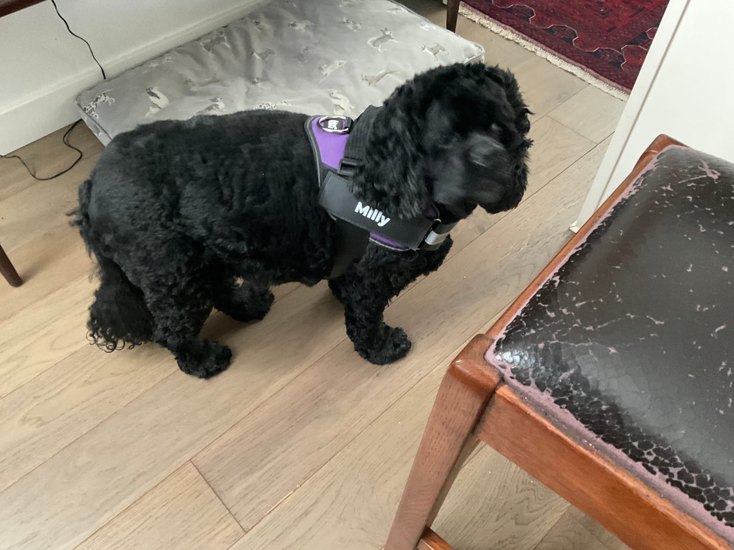 Customer photo review of Personalized Dog Harness