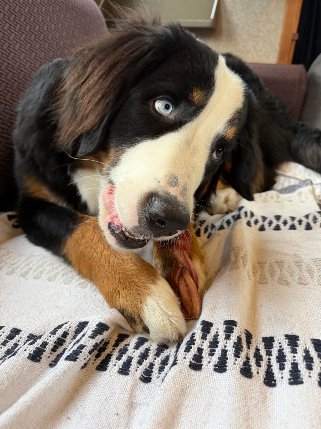 Customer photo review of 6 Inch Jumbo Braided Bully Stick