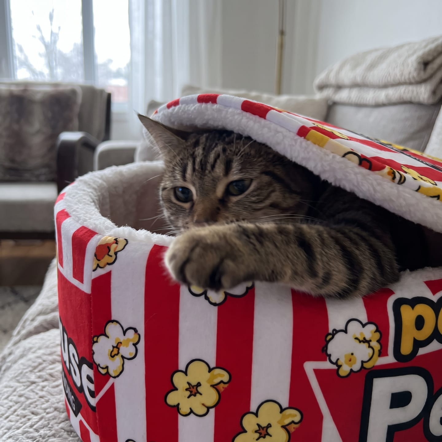 Customer photo review of Cama PopCorn para tu gato