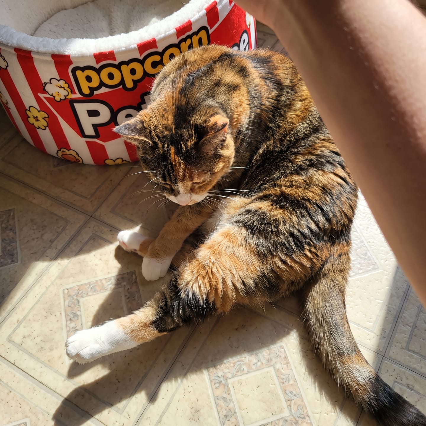 Customer photo review of Cama PopCorn para tu gato